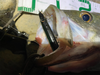 今年初のまともなシーバス