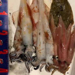 イカメタル 京丹後