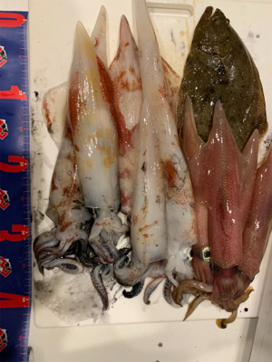 イカメタル 京丹後