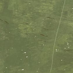 こんなにおるのに