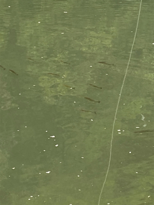 こんなにおるのに