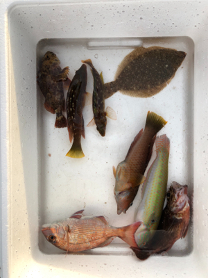 久しぶりの海釣り公園に来ました。