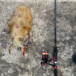 キロアップ入れ食い