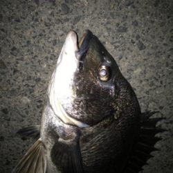 久しぶりにチヌ