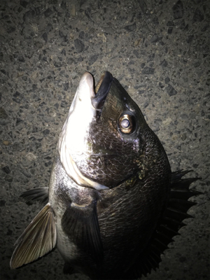 久しぶりにチヌ