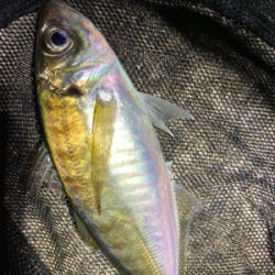 ベイトだらけでシーバスだらけアジング