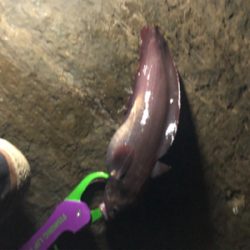 久しぶりの釣り