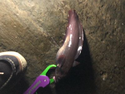 久しぶりの釣り