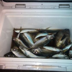 アジング　デイはジグ、ナイトはジグヘッド