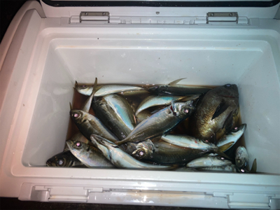 アジング　デイはジグ、ナイトはジグヘッド