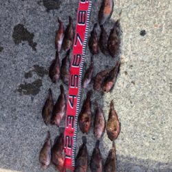 ロックフィッシュ20