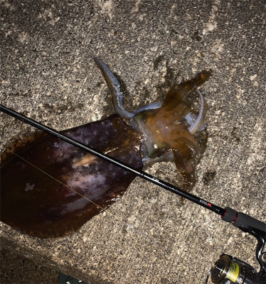 梅雨前串本エギング