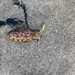 アオリ狙いも。