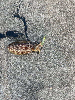 アオリ狙いも。