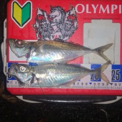 アジング練習　297