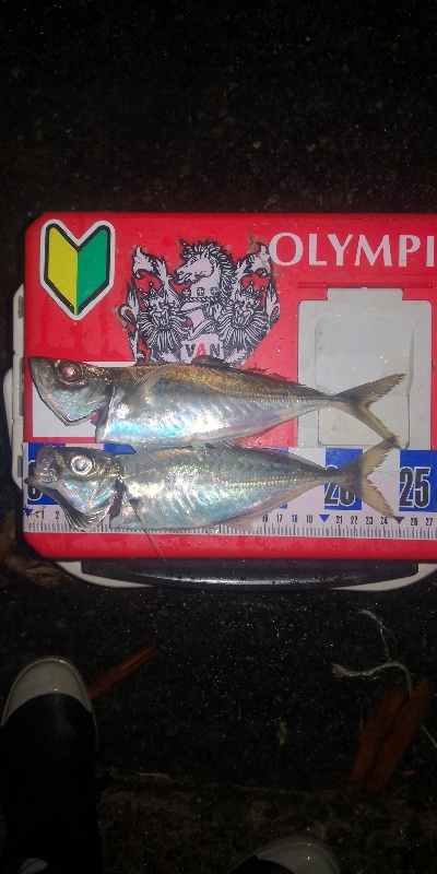 アジング練習　297