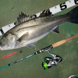 バチ抜けシーバス