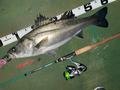 バチ抜けシーバス