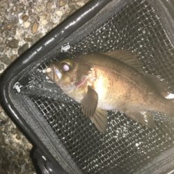 メバリング最高❗️