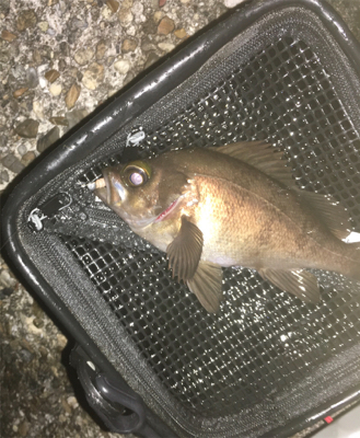 メバリング最高❗࿠…