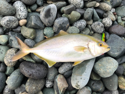 青物シーズン到来