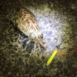 コウイカ 釣行