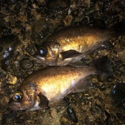 メバル最高❗️