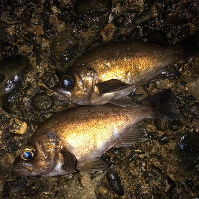 メバル最高❗️