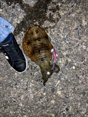 イカ釣り