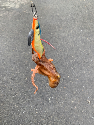 あれ？シーバスin？