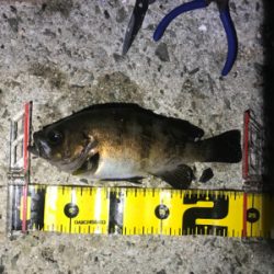 良型よく釣れます