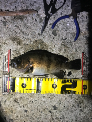 良型よく釣れます