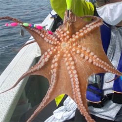 初船タコでも釣果をあげられました