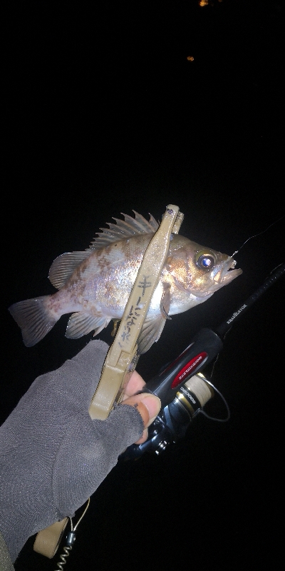 アジング練習　298　クラゲの赤ちゃん乱舞…