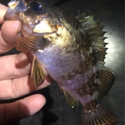 梅雨メバル始まる