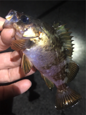 梅雨メバル始まる