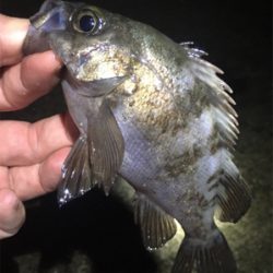 好調梅雨メバル