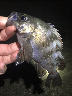 好調梅雨メバル