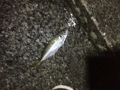 カゴ釣りでアジとサバ