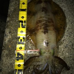 念願のアオリイカ キロUP\(^o^)/