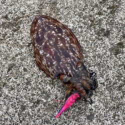 コウイカエギング