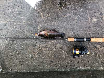 ベラは難しい？