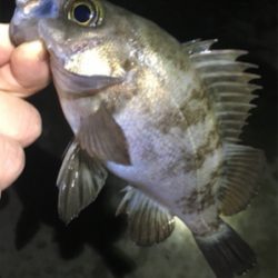 雨上がりのメバル