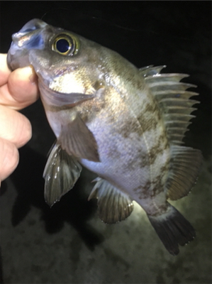 雨上がりのメバル