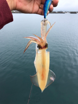雨の止みまに。