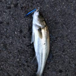 セイゴとヒラセイゴ