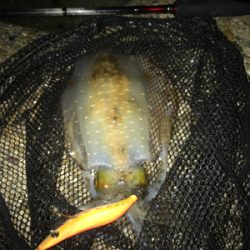 2日連続アオリイカ  GET＼(^o^)／