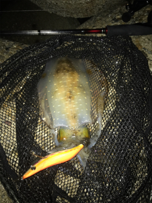 2日連続アオリイカ  GET＼(^o^)／…