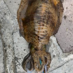 今年初エギング