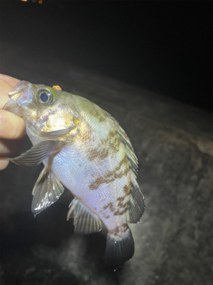 まだメバル全然いる！